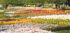 flora and fauna
