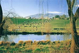 Bega Valley